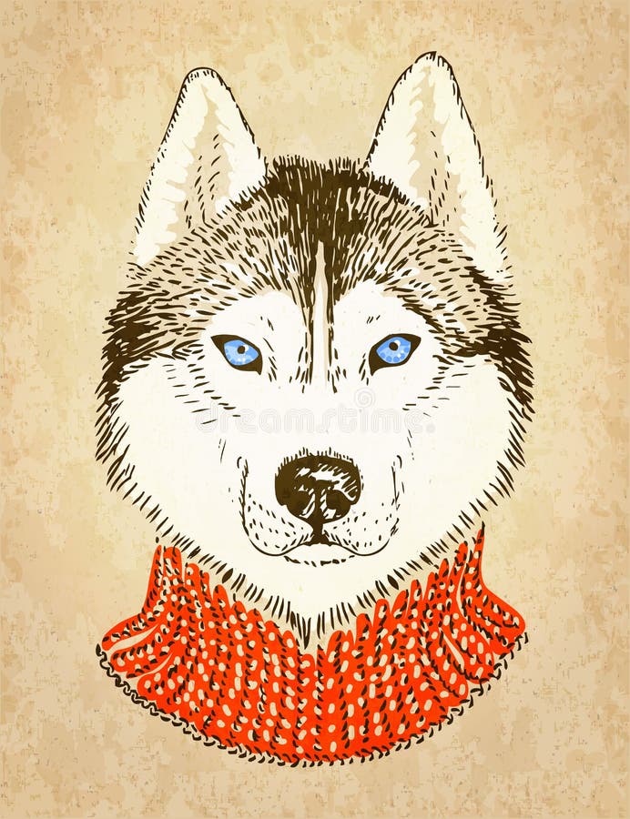 Хаски бандит рисунок