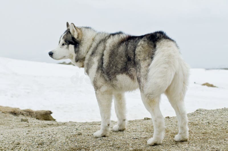 Husky dog in winter