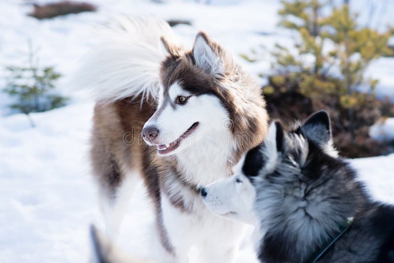 Husky Dog in Winter. Cute Pet, Friendly Stock Image Image of husky, beautiful 70305985