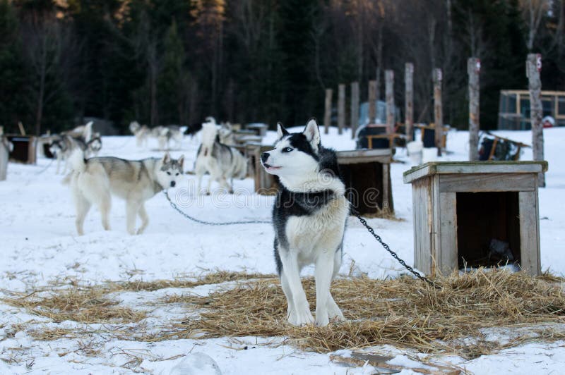 Husky dogs