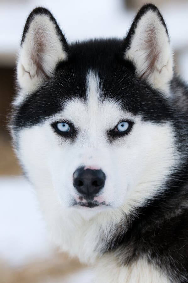 Husky dogs