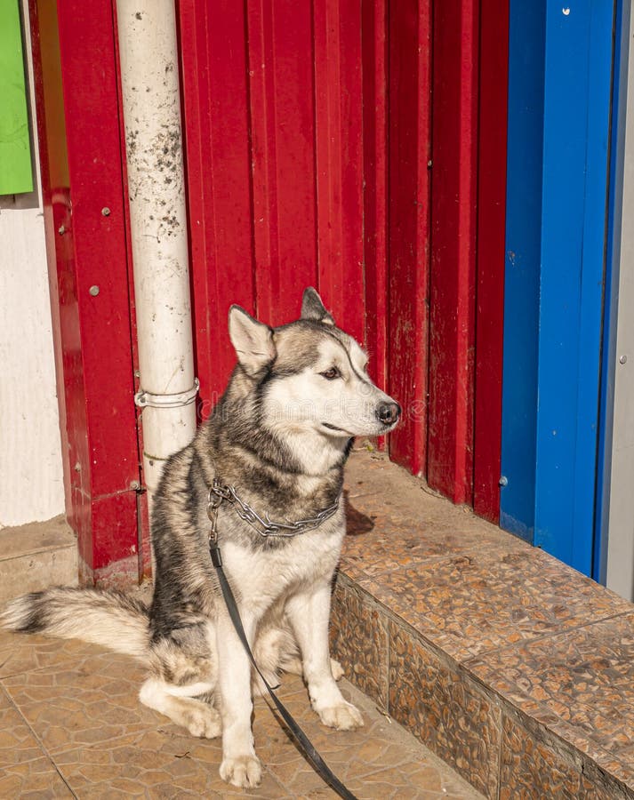 Husky domestic dog on a leash waiting for the owner on the street stock photos Husky domestic dog on a leash waiting for the owner on the street stock photos