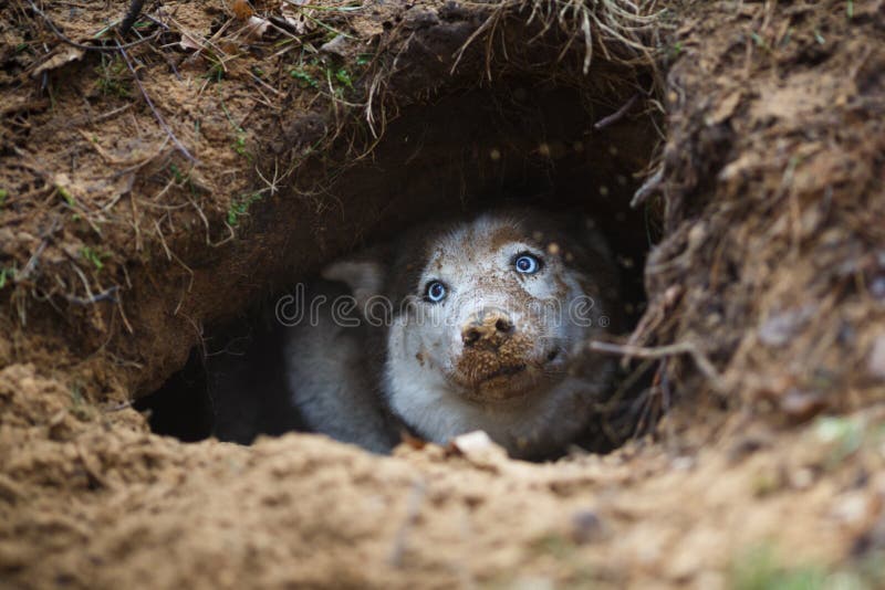 Husky In A Hole Stock Photo Image 50889370