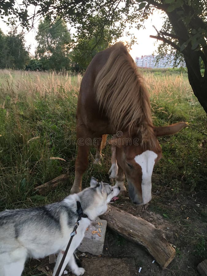 Husky and horse stock photo. Image of husky, happy, face 166149212