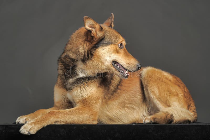 Husky Mixed With A German Shepherd Stock Photo - Image ...