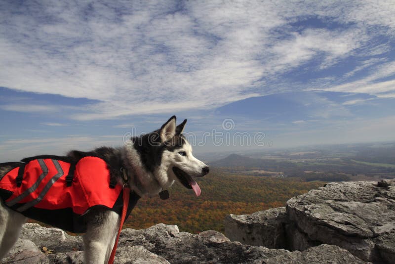 Husky observing the view