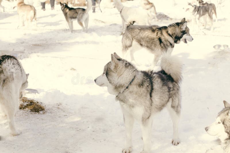 Husky Pack Outside in the Snow Stock Photo Image of animal, mammal