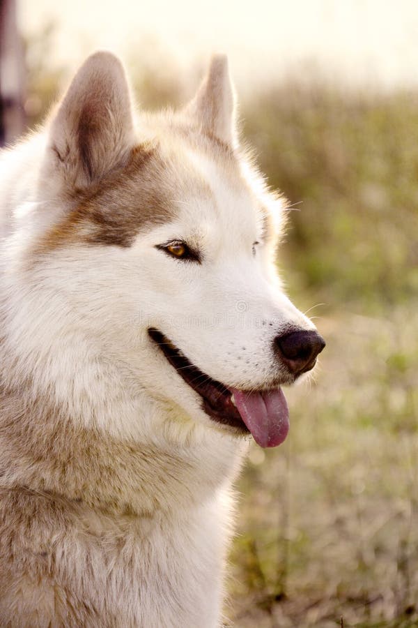 Husky portrait brown stock photo