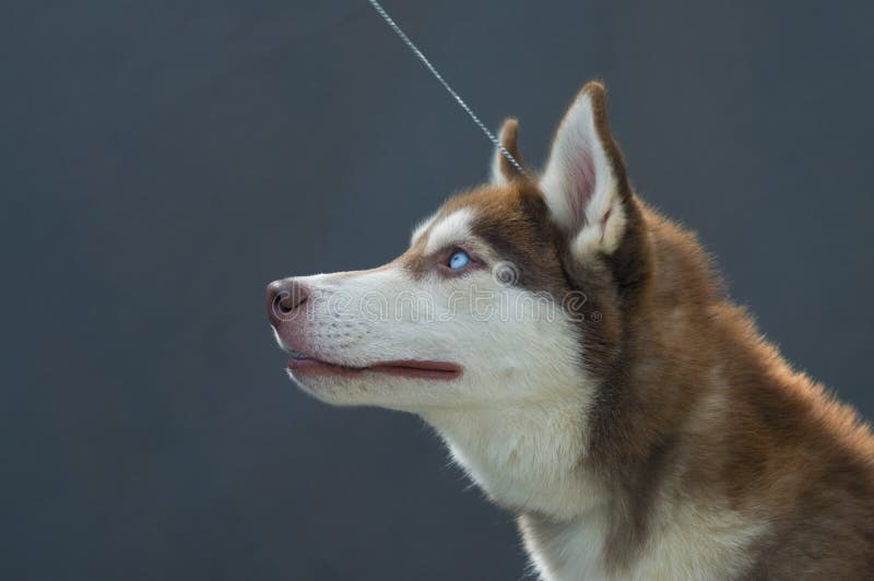 Husky profile