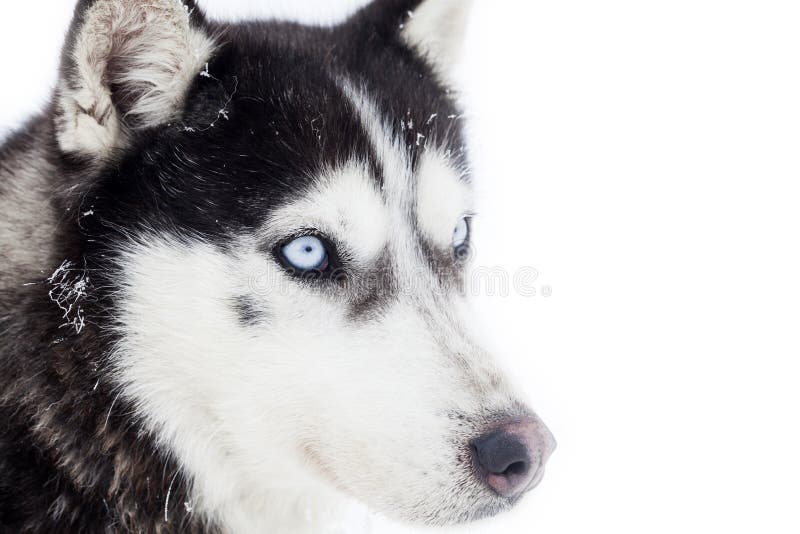 Husky psi portret zdjęcie stock Husky psi portret zdjęcie stock