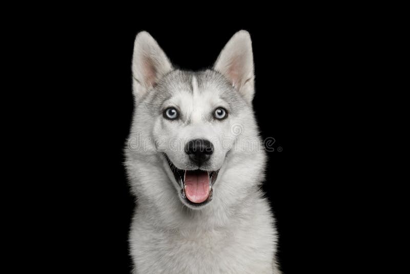 Husky Puppy Isolated op Zwarte Achtergrond royalty-vrije stock afbeeldingen Husky Puppy Isolated op Zwarte Achtergrond royalty-vrije stock afbeeldingen