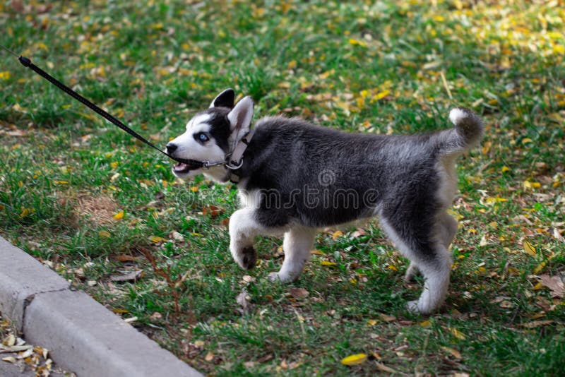 Husky Puppy on a Leash. Walking Pets in the Park Stock Photo Image of