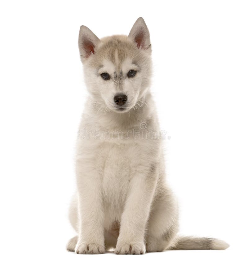 Husky puppy sitting stock photo. Image of purebred, looking 57024856