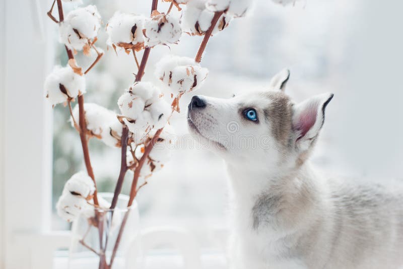 Husky puppy sniffs cotton branches