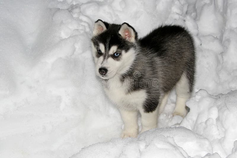 Husky puppy in snow stock photo. Image of proud, snout 4929880