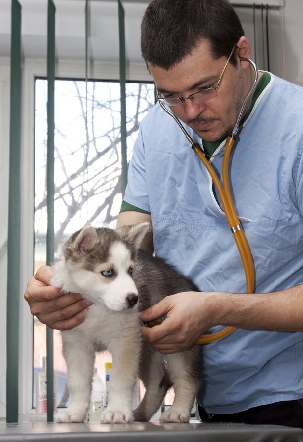 Husky puppy at vet