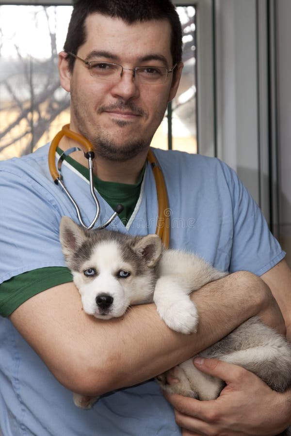 Husky puppy at vet