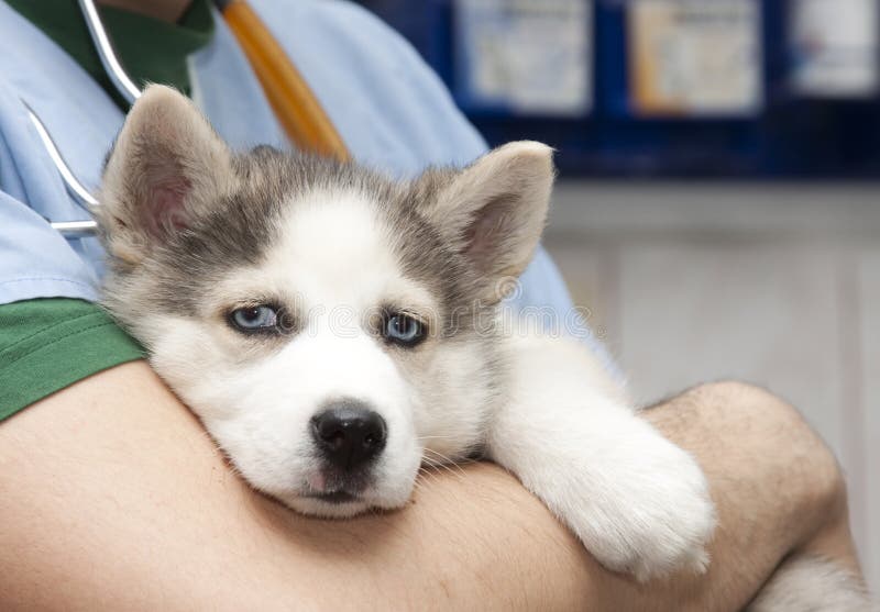 Husky puppy at vet