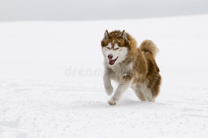 Siberian Husky running towards camera. Siberian Husky running towards camera.