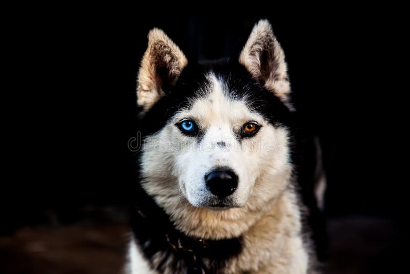 Husky siberiano fotografie stock Husky siberiano fotografie stock