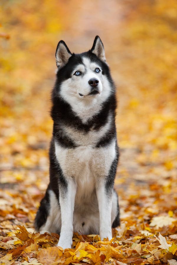 Husky siberiano de ojos azules blanco y negro hermoso que se sienta en las hojas de otoño amarillas Perro alegre del otoño imágenes de archivo libres de regalías Husky siberiano de ojos azules blanco y negro hermoso que se sienta en las hojas de otoño amarillas Perro alegre del otoño imágenes de archivo libres de regalías