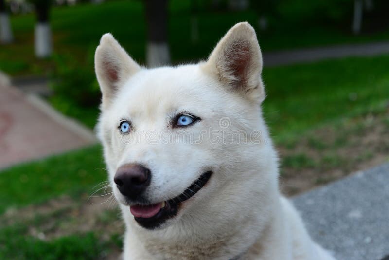 Husky Siberiano Del Blanco De Los Ojos Azules Imagen de archivo