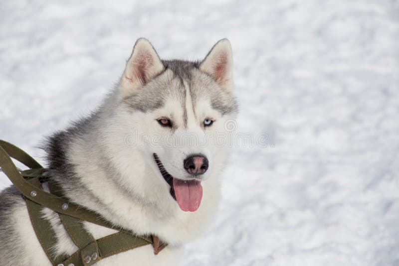 Husky siberiano lindo con diversos ojos Heterochromia Animales de animal doméstico imágenes de archivo libres de regalías Husky siberiano lindo con diversos ojos Heterochromia Animales de animal doméstico imágenes de archivo libres de regalías