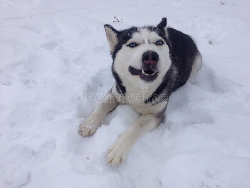 Husky siberiano que pone en nieve fotografía de archivo Husky siberiano que pone en nieve fotografía de archivo