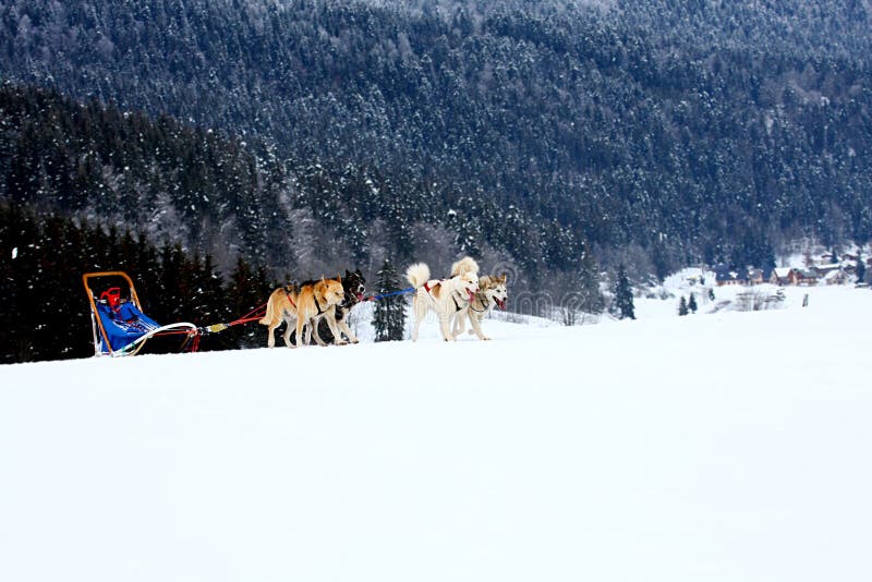 Husky Sled Dogs Running in Snow Stock Image - Image of dogsledding ...