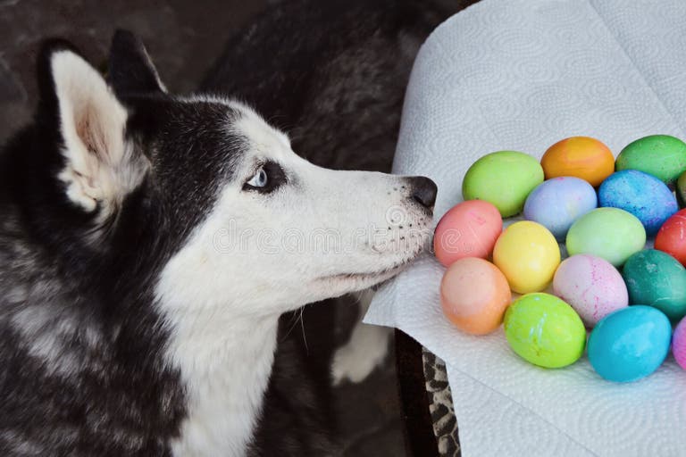 8,431 Mammal Eggs Stock Photos Free & RoyaltyFree Stock Photos from