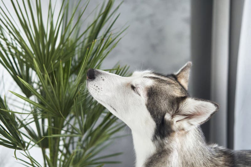 Husky sniffning inomhus royaltyfri bild