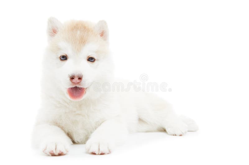 husky som isoleras en valpsiberian arkivbilder husky som isoleras en valpsiberian arkivbilder