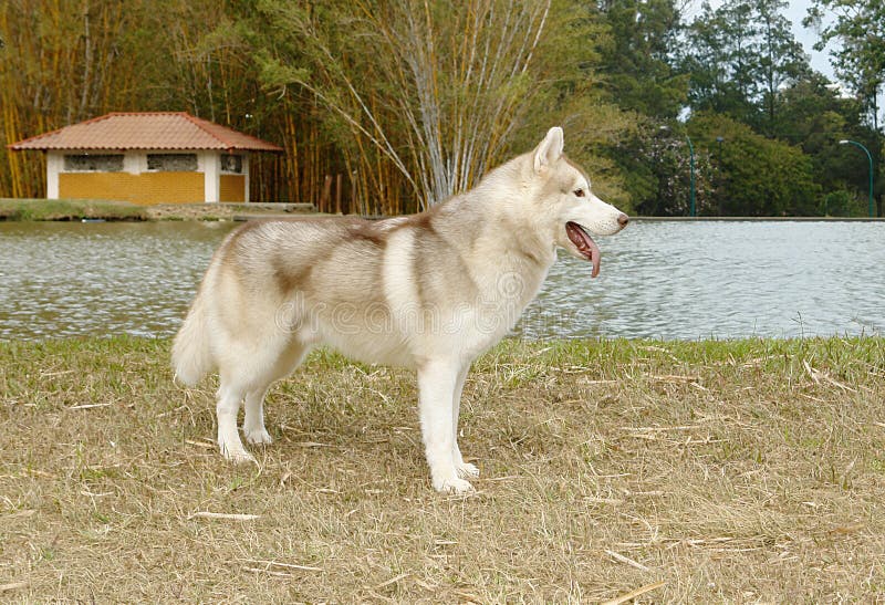 Husky standing