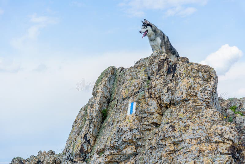 176 Mountain Climbing Dogs Stock Photos Free & RoyaltyFree Stock