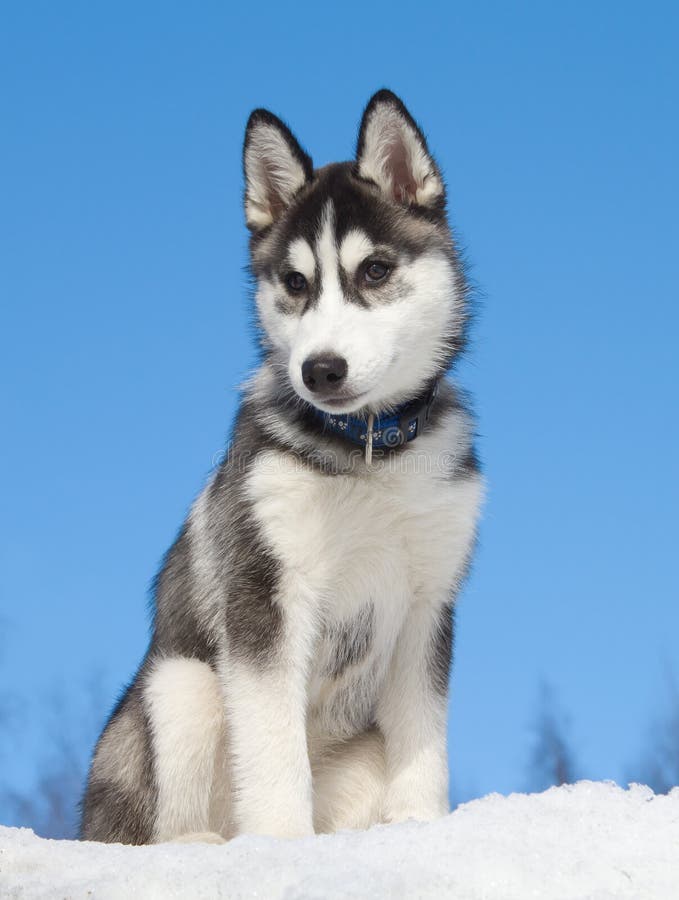 husky valpsiberian fotografering för bildbyråer husky valpsiberian fotografering för bildbyråer