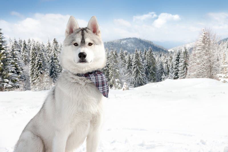 Husky in winter stock photo. Image of carnivore, action 34672004