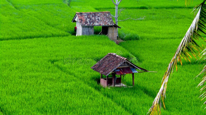 Rice is very fertile and green, this sight is rarely found in urban areas. the exact location is in Pesawahan Geger Tengah, Cineam District, Tasikmalaya Regency, West Java, Indonesia. Rice is very fertile and green, this sight is rarely found in urban areas. the exact location is in Pesawahan Geger Tengah, Cineam District, Tasikmalaya Regency, West Java, Indonesia