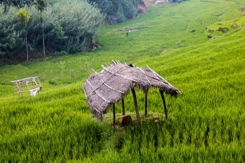 Hut in the paddy field royalty free stock photo Hut in the paddy field royalty free stock photo