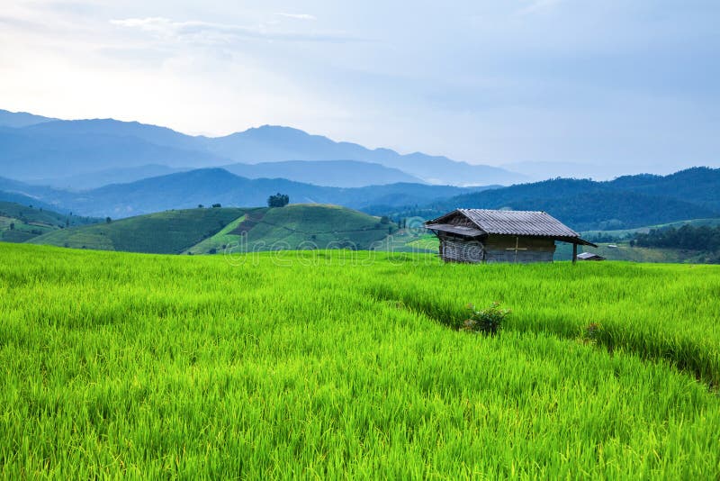 Hut and terrace rice field