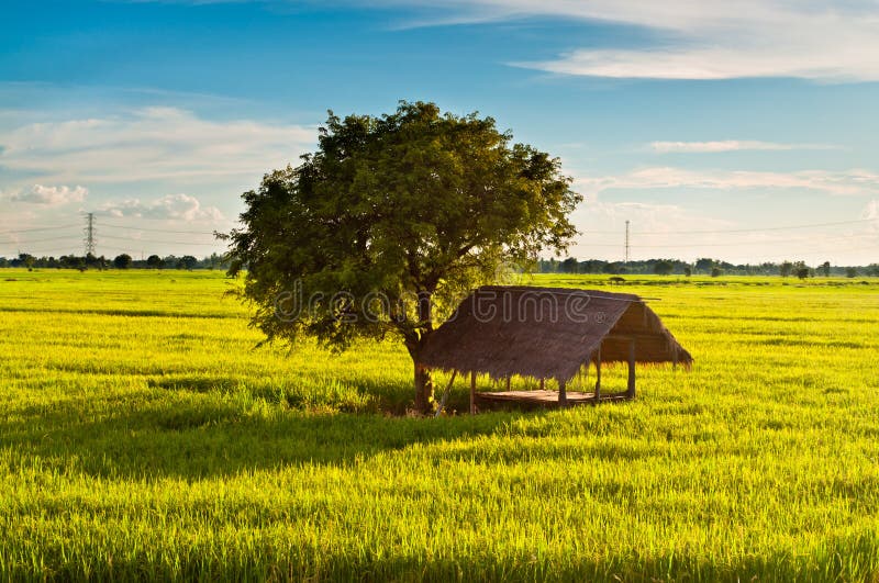 Hut and tree in paddy stock photo. Image of primitive - 26978622