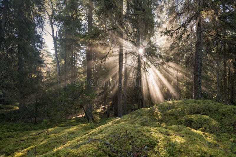 Hutan Kalimantan Utara Indonesia