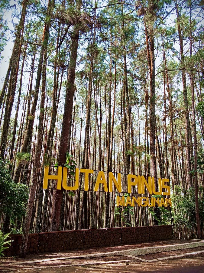 Hutan Pinus Mangunan, Yogyakarta, Indonesia Editorial Photo - Image of