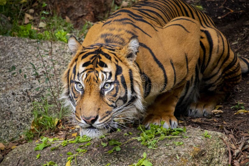 Hutan the Sumatran Tiger sitting in his enclosure