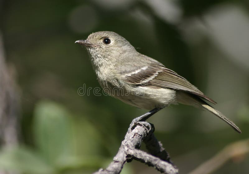 A Hutton's Vireo, photographed in Madera Canyon, Arizona. A Hutton's Vireo, photographed in Madera Canyon, Arizona.