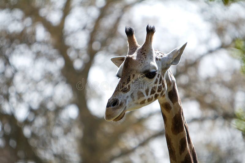 Huvud som skjutas av en giraff royaltyfri fotografi Huvud som skjutas av en giraff royaltyfri fotografi