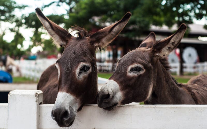 Two donkeys with head over white fence in outdoor zoo. Two donkeys with head over white fence in outdoor zoo.