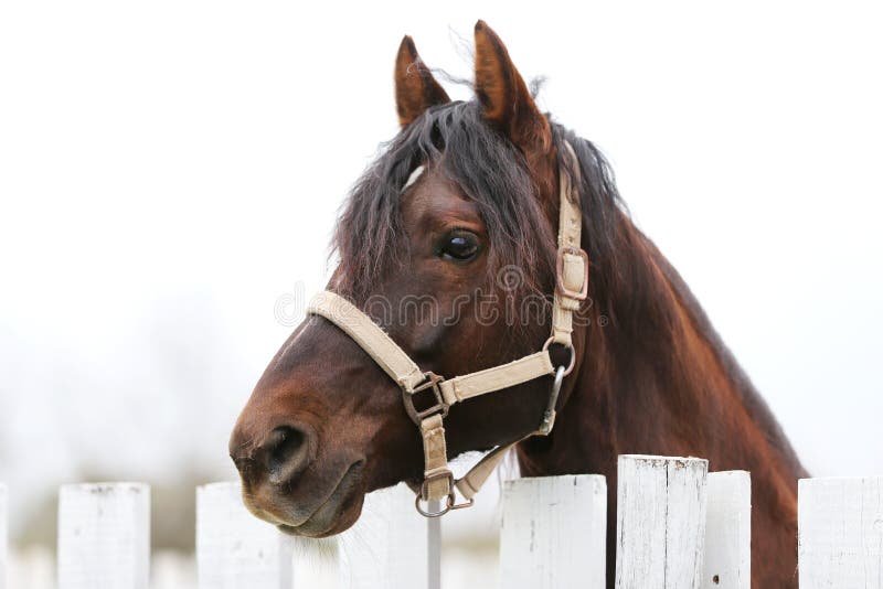 Huvudskottcloseup av en h? rlig yong h? st under utbildning. Young beautiful horse posing for cameras. Portrait of a purebred young horse at summer corral. Closeup of a young domestic horse on natural background outdoors rural scene