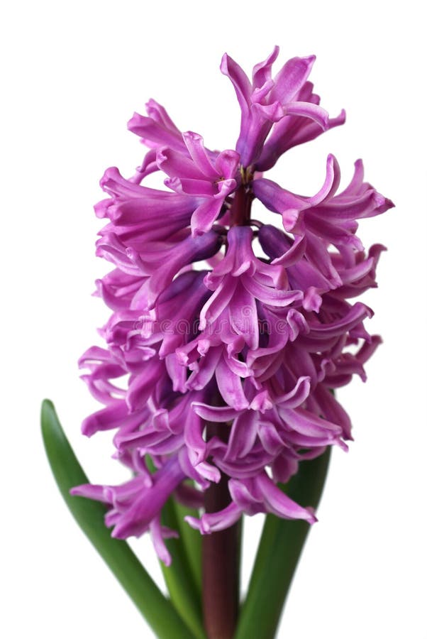 White hyacinth stock image. Image of flowerpot, gift - 13287347