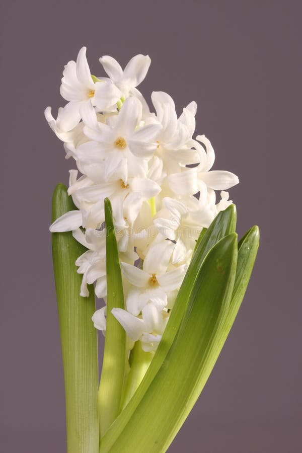 Hyacinth