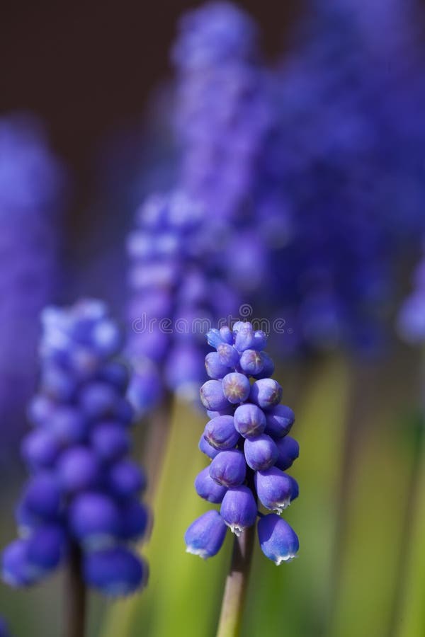 Hyacinth stock image. Image of seasonal, plant, leaf 15289275